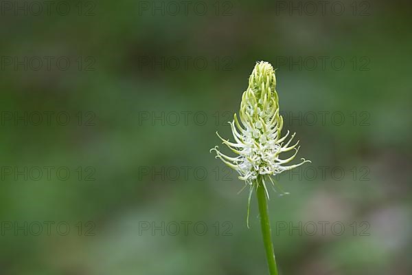 Spiked rampion,