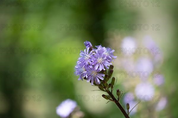 Alpine sow-thistle,