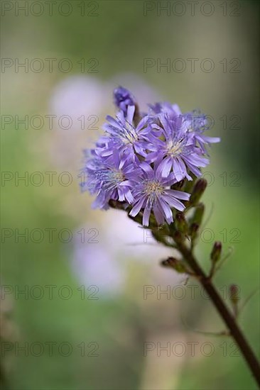 Alpine sow-thistle,