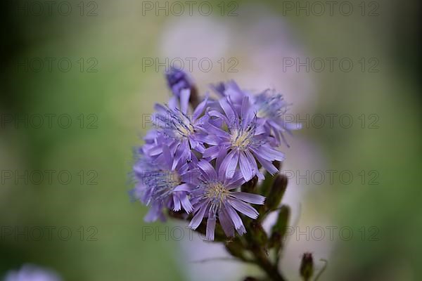 Alpine sow-thistle,