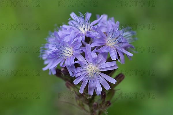 Alpine sow-thistle,