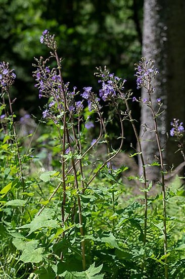 Alpine sow-thistle,