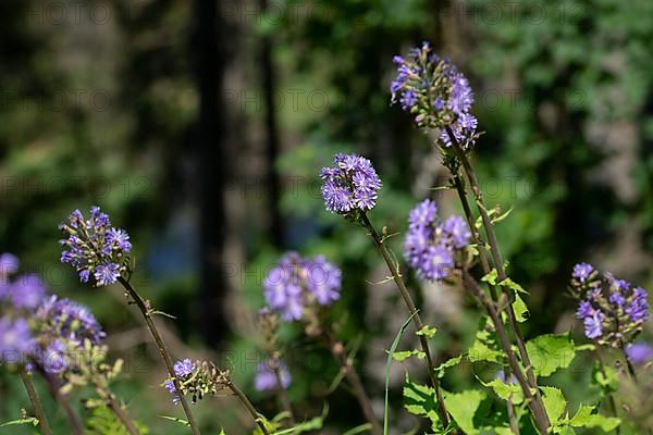 Alpine sow-thistle,