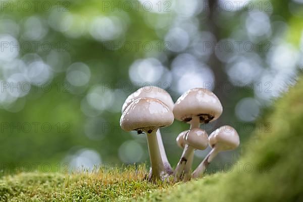 Porcelain fungus,