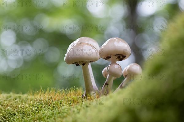 Porcelain fungus,