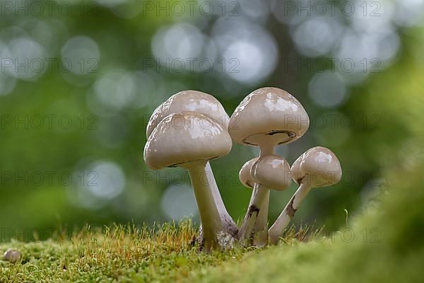 Porcelain fungus,