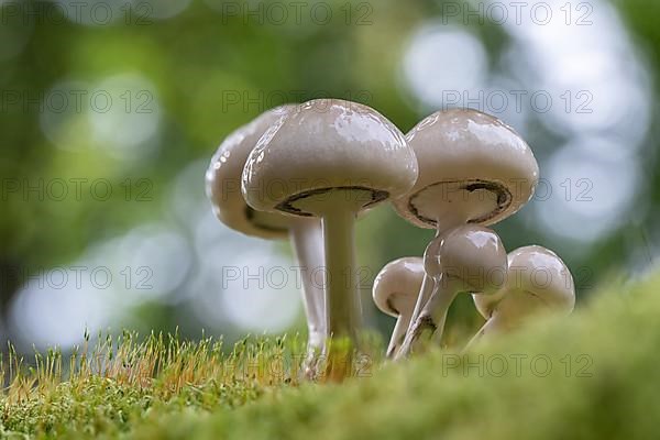 Porcelain fungus,