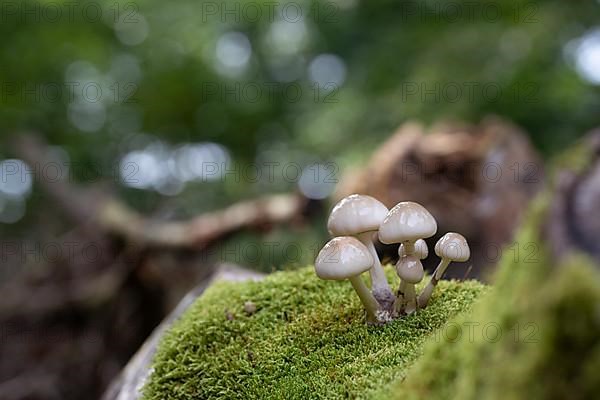 Porcelain fungus,