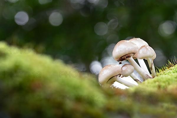 Porcelain fungus,