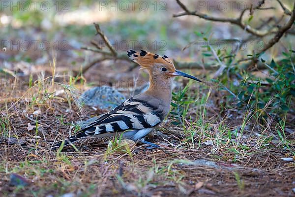 Hoopoe,