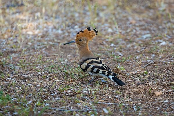 Hoopoe,