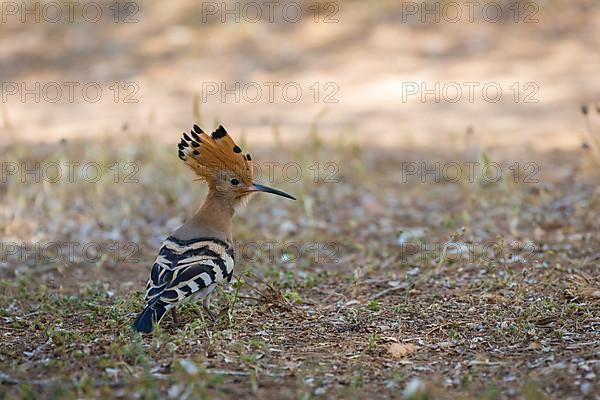 Hoopoe,