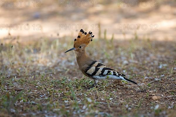 Hoopoe,