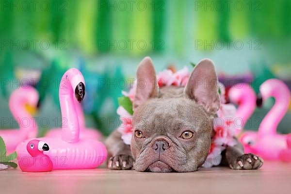 French Bulldog dog with tropical flower garlands and rubber toy flamingos in front of green background,