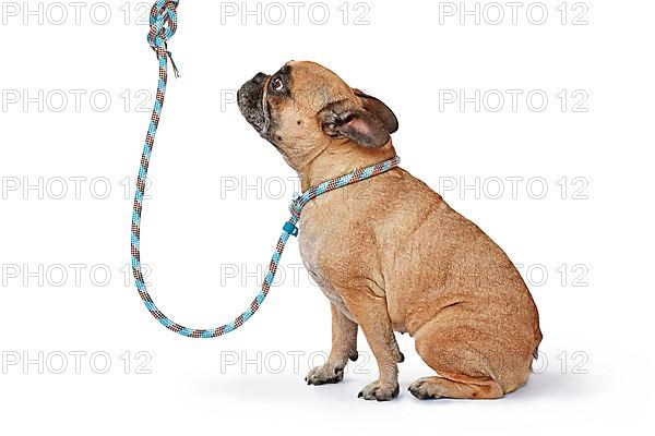 Fawn French Bulldog dog wearing blue rope retriever leash and collar on white background,