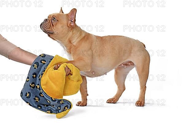 Cleaning paws of French Bulldog dog with towel cloth on white background,