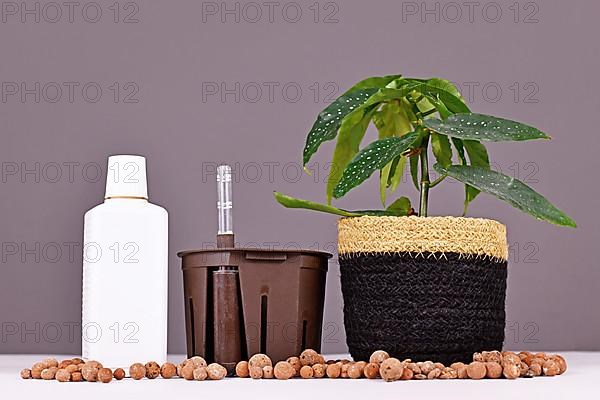 Houseplant passive hydroponics concept with pot, water indicator