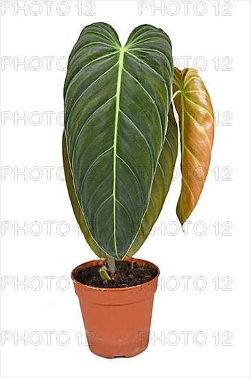 Tropical 'Philodendron Melanochrysum' houseplant with large leaves in flower pot on white background,