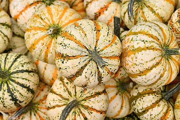 Many Carnival squashes with yellow and green stripes on pumpkin pile,