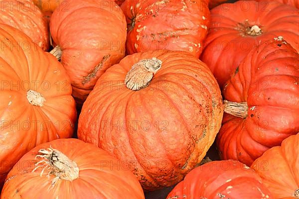 Large orange 'Rouge vif d'Etampes' Halloween pumpkins,