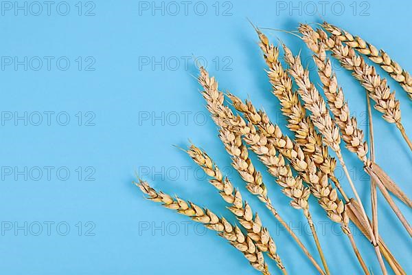 Bunch of of ripe wheat grain on blue background,