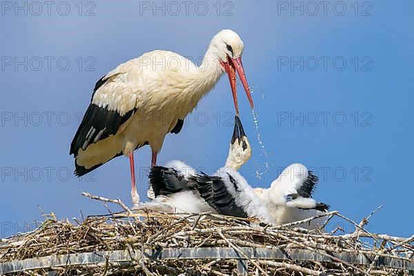 White stork,