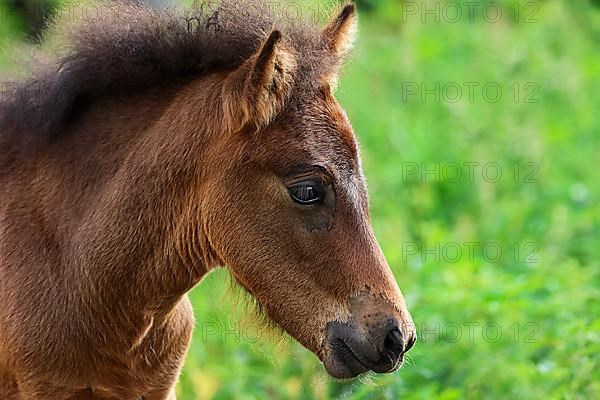 Young Icelandic horse,