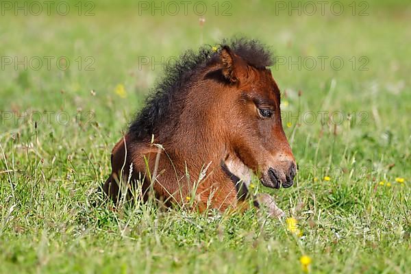 Young Icelandic horse,