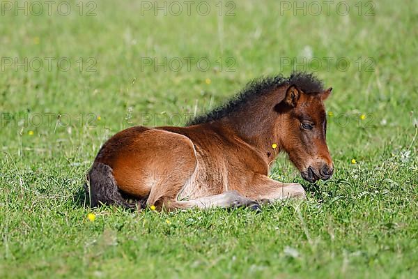 Young Icelandic horse,