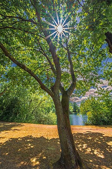 Sun star on a deciduous tree at the gravel pond in summer in Lohnde, Seelze