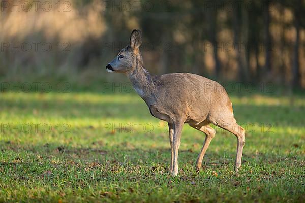 Roe Deer,