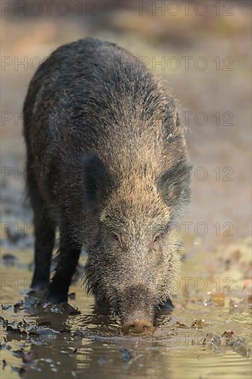 Wild boar,