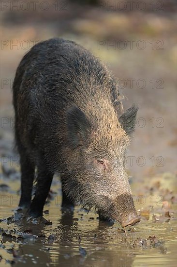 Wild boar,