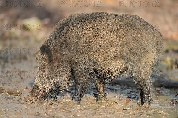 Wild boar,