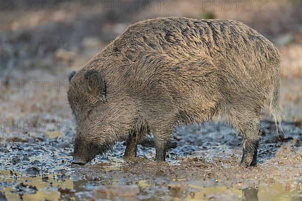 Wild boar,