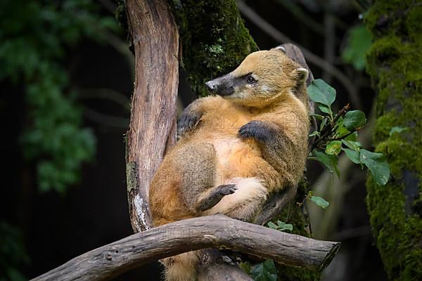 South American coati,