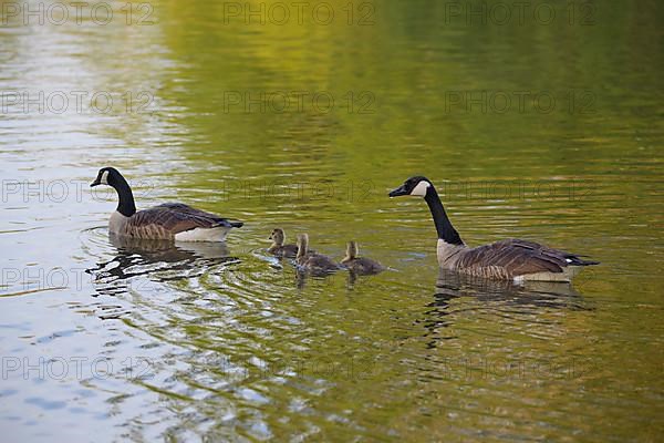 Canada goose,