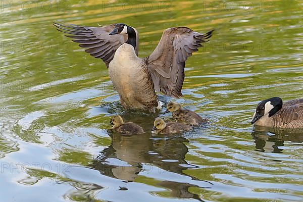 Canada goose,