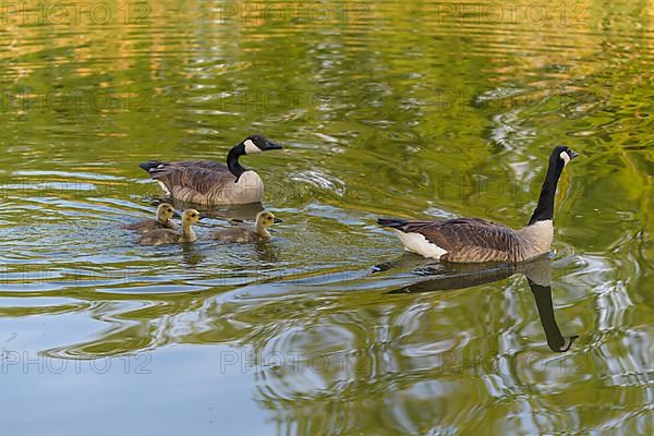 Canada goose,