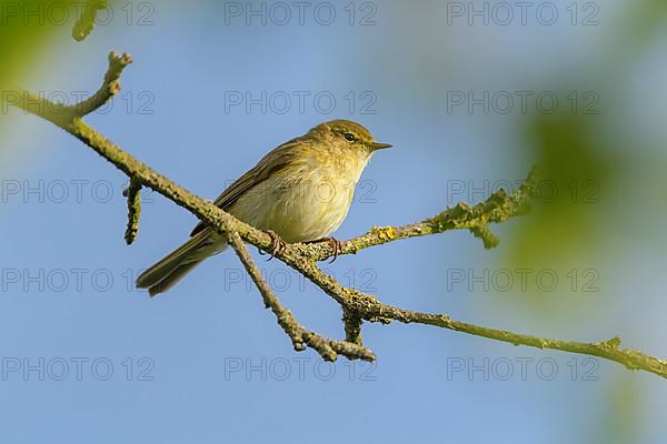 Willow warbler,