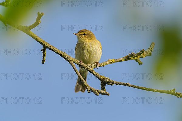 Willow warbler,