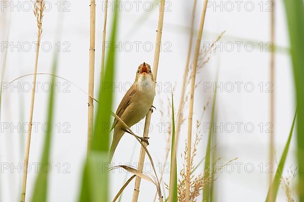 Sedge Warbler,