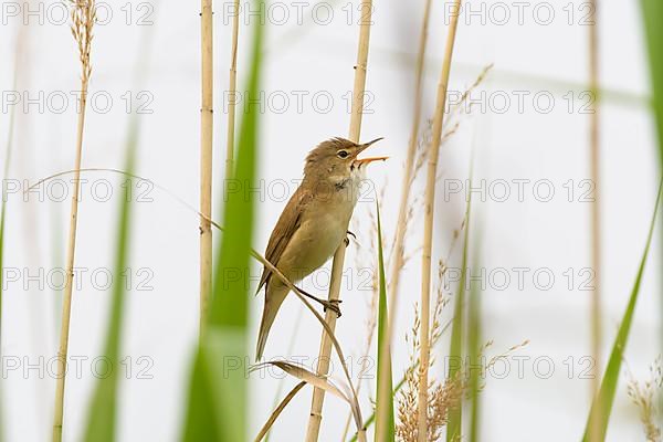 Sedge Warbler,