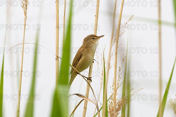 Sedge Warbler,