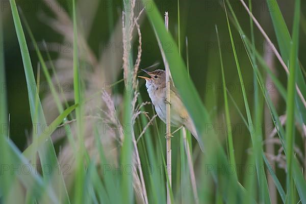 Sedge Warbler,