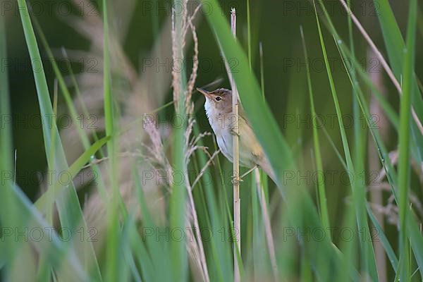 Sedge Warbler,