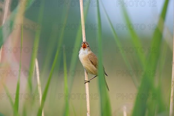 Sedge Warbler,