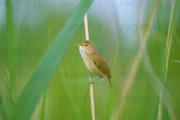 Sedge Warbler,