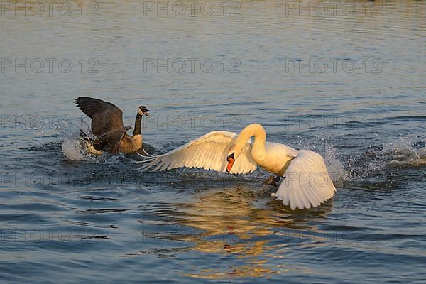 Canada goose,