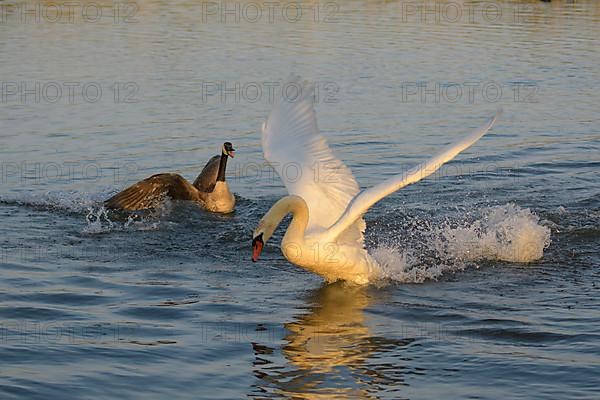 Canada goose,